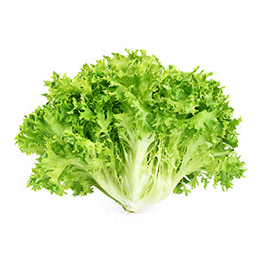 image for crop 'Salat (Endivien / Frisée)'