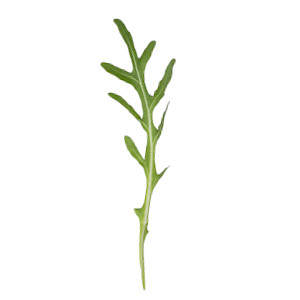 image for crop 'Rucola'