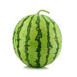 Melone (Wassermelone)