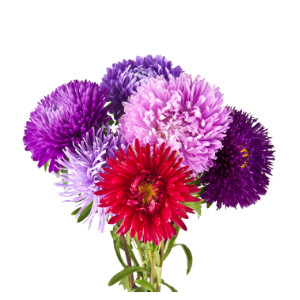 image for crop 'Aster'