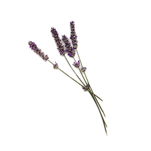 image for crop 'Lavendel'