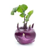 Kohlrabi