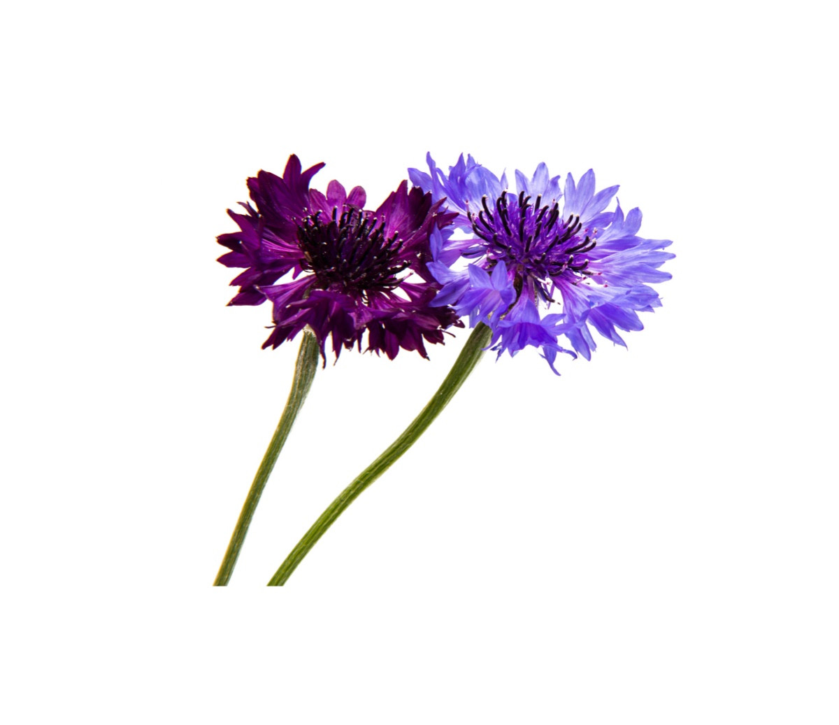 image for crop 'Flockenblumen'