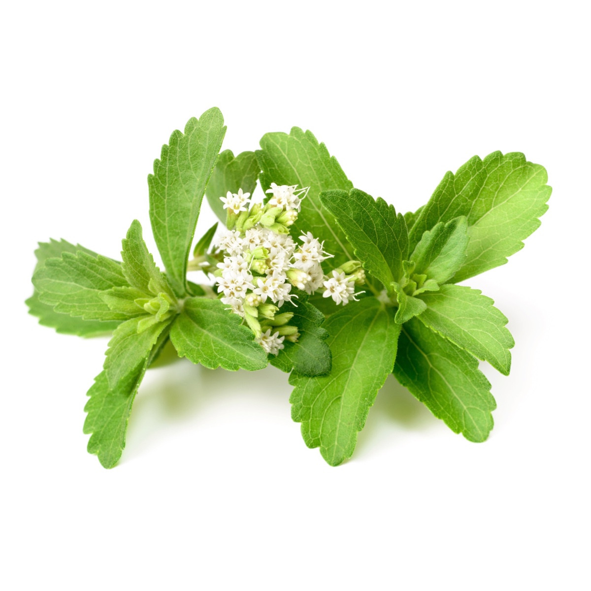 image for crop 'Stevia'