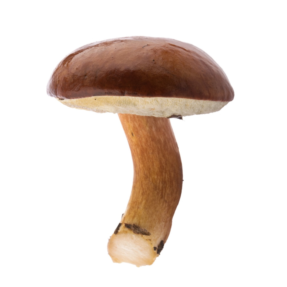 image for crop 'Pilz'