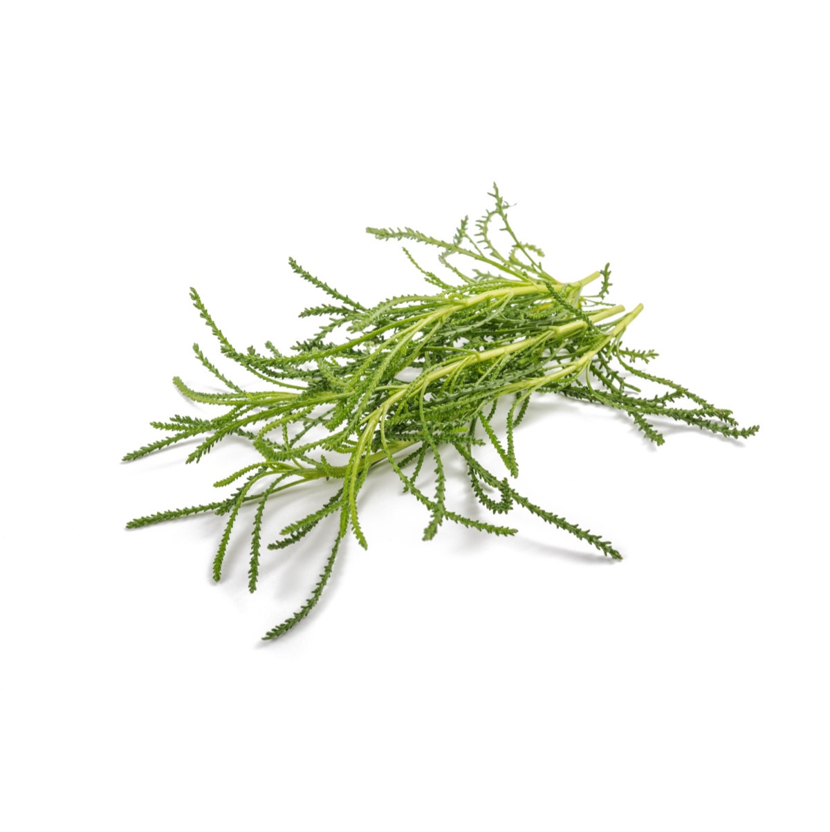 image for crop 'Olivenkraut'